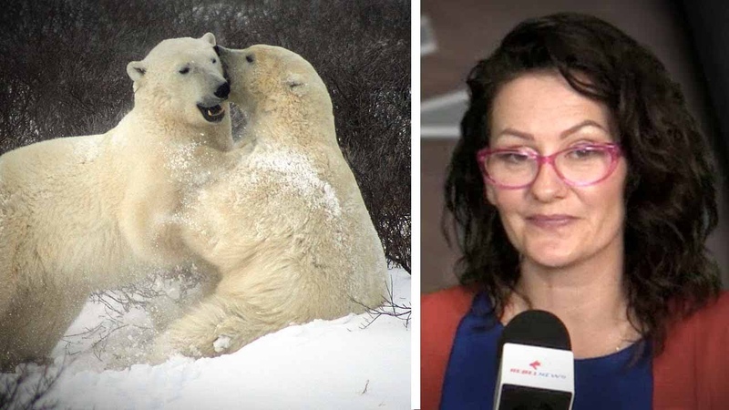 Polar bears aplenty Feds reject Inuit hunting quota claim that numbers are high, Sheila Gunn