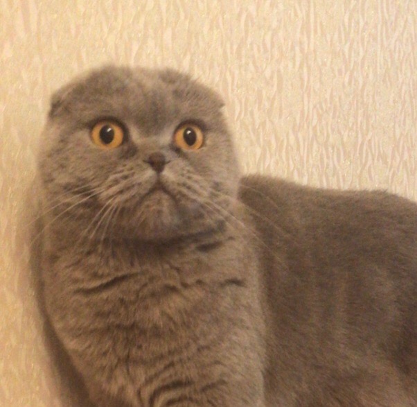 Соня Лазарева, Россия, Москва