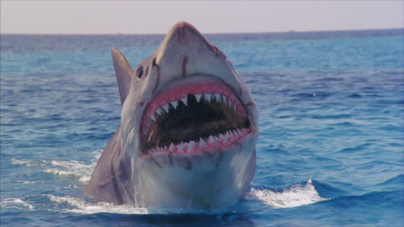 Tiburón 4 La