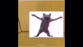 Cat dancing in a box meme Sponge Bob Meme