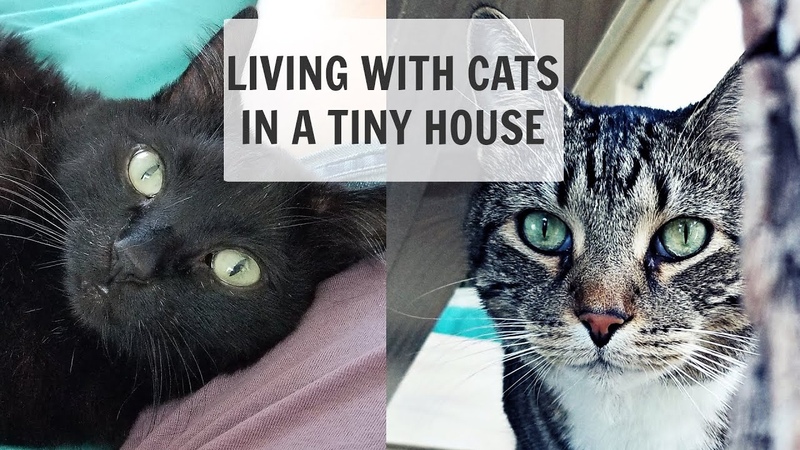 LIVING WITH CATS IN A TINY HOUSE: The Ups, Downs And
