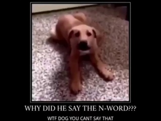 Dog says thank you