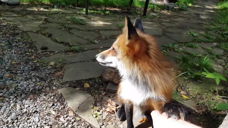 Алиса лиса.