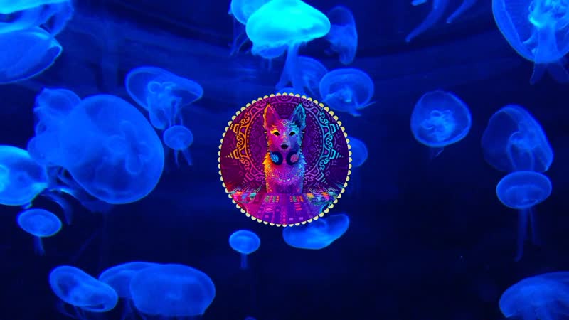 Видео от House My