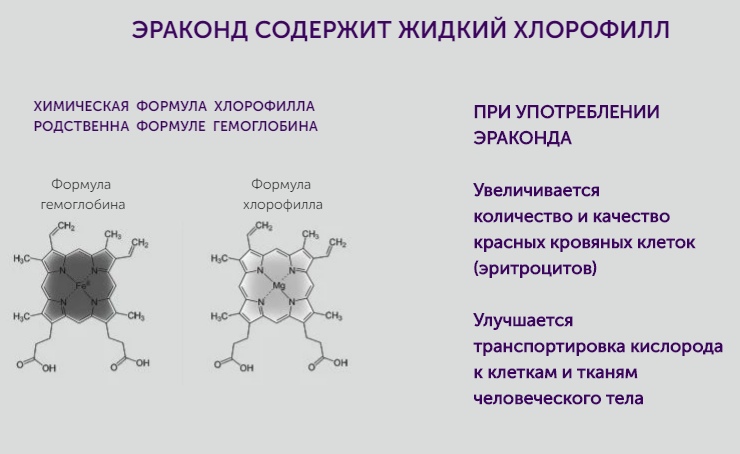 Содержат хлорофиллы и каротиноиды