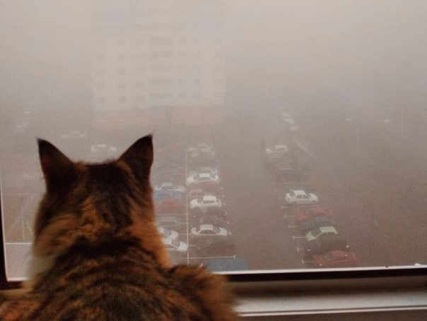 туманный кот