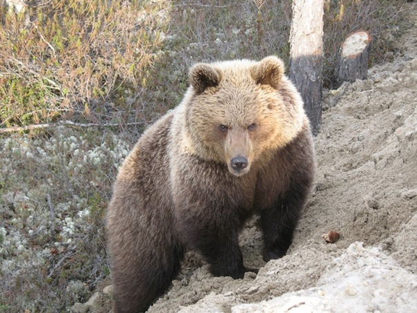 №1, Антон Пантелеев №1, Антон Пантелеев