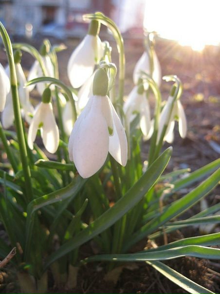 №1, Samagra Daukaeva №1, Samagra Daukaeva