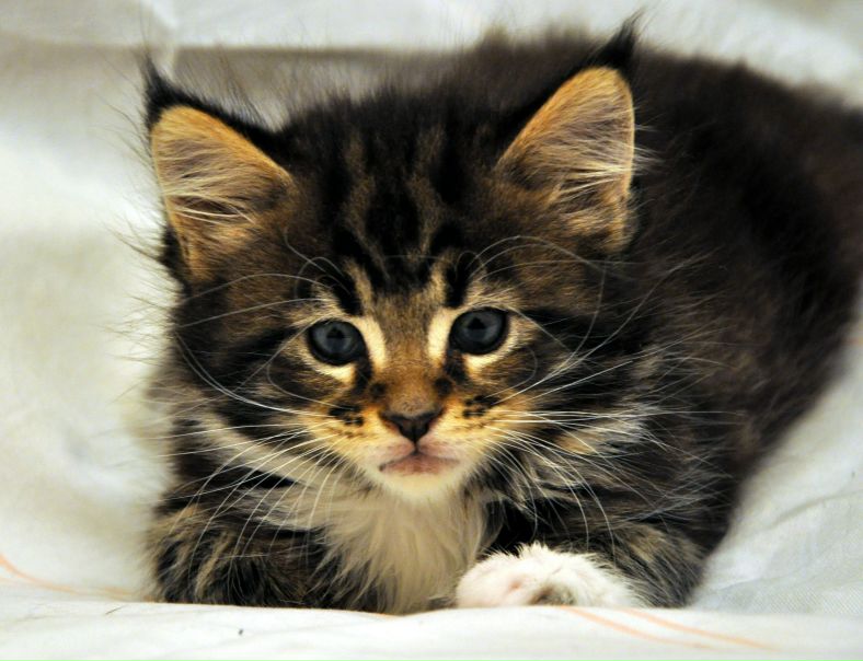 №26, Аня Григорьева, 48 лет, Одесса №26, Аня Григорьева, 48 лет, Одесса