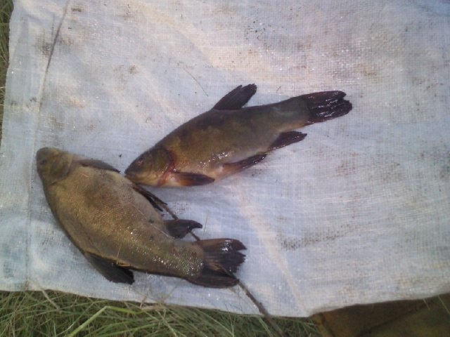 Артем Коршунов ~ARTEMAS~ | Сатис