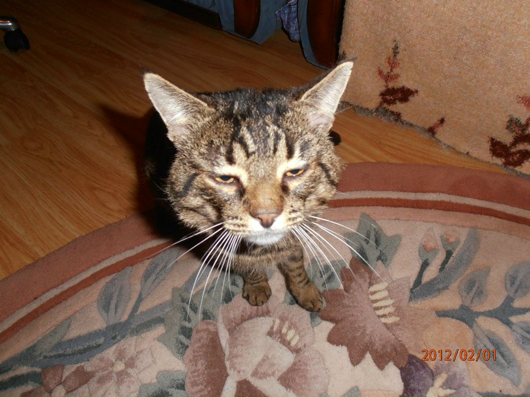 Володя Ковальчук .::BOJIOHTEP::. | Сколе