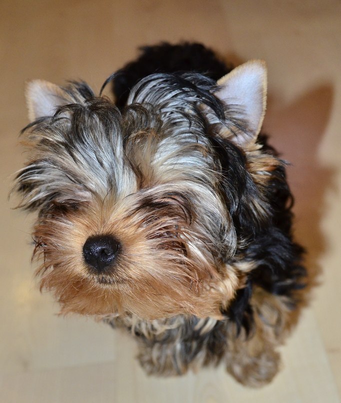 Виталий Вешкин iostream | Макеевка