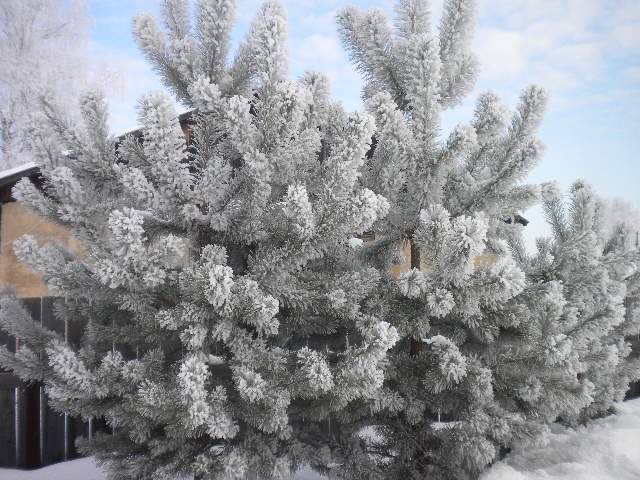 Владимир Морозов | Игра