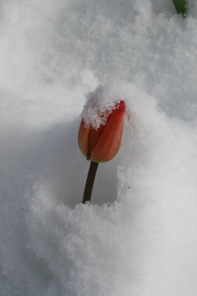 Vladimir Shnayderman | Salt Lake City