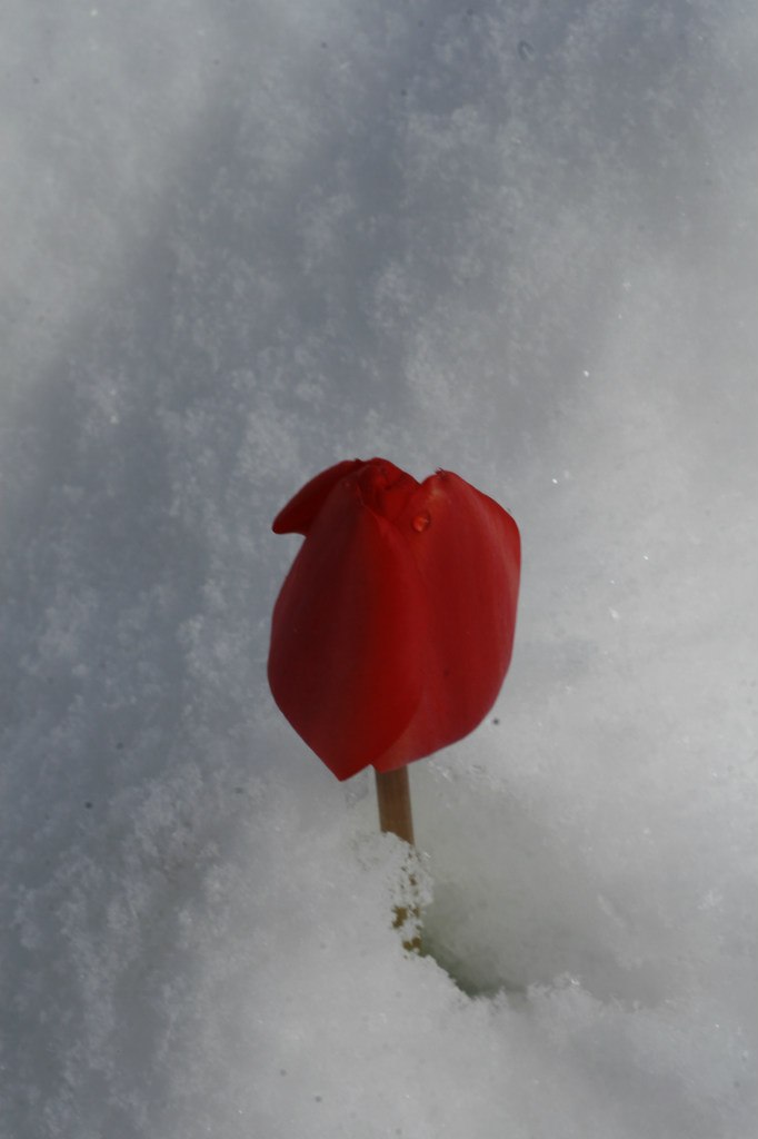 Vladimir Shnayderman | Salt Lake City