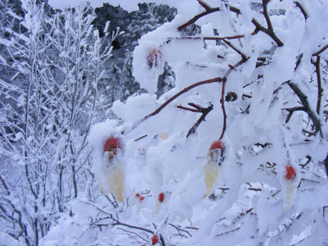 Наталья Разрядова-Шаповалова | Донецк