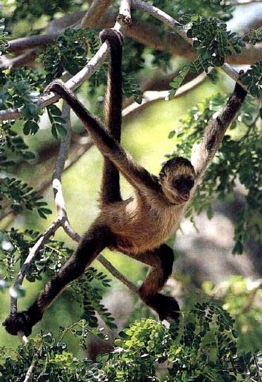 Аделя Шарадзе | 