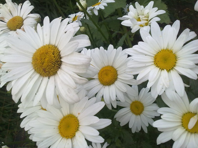 Наталья Горохова(тришкина) | Брянск