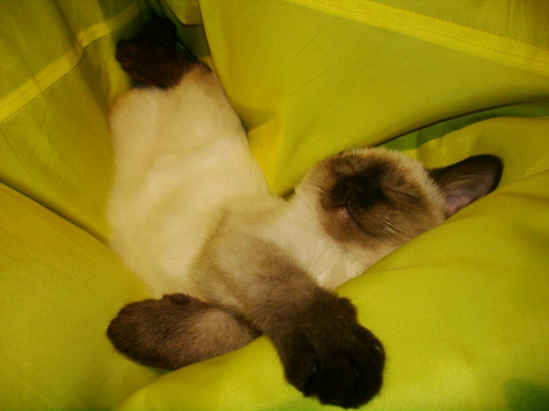 Александр Морозов | Москва