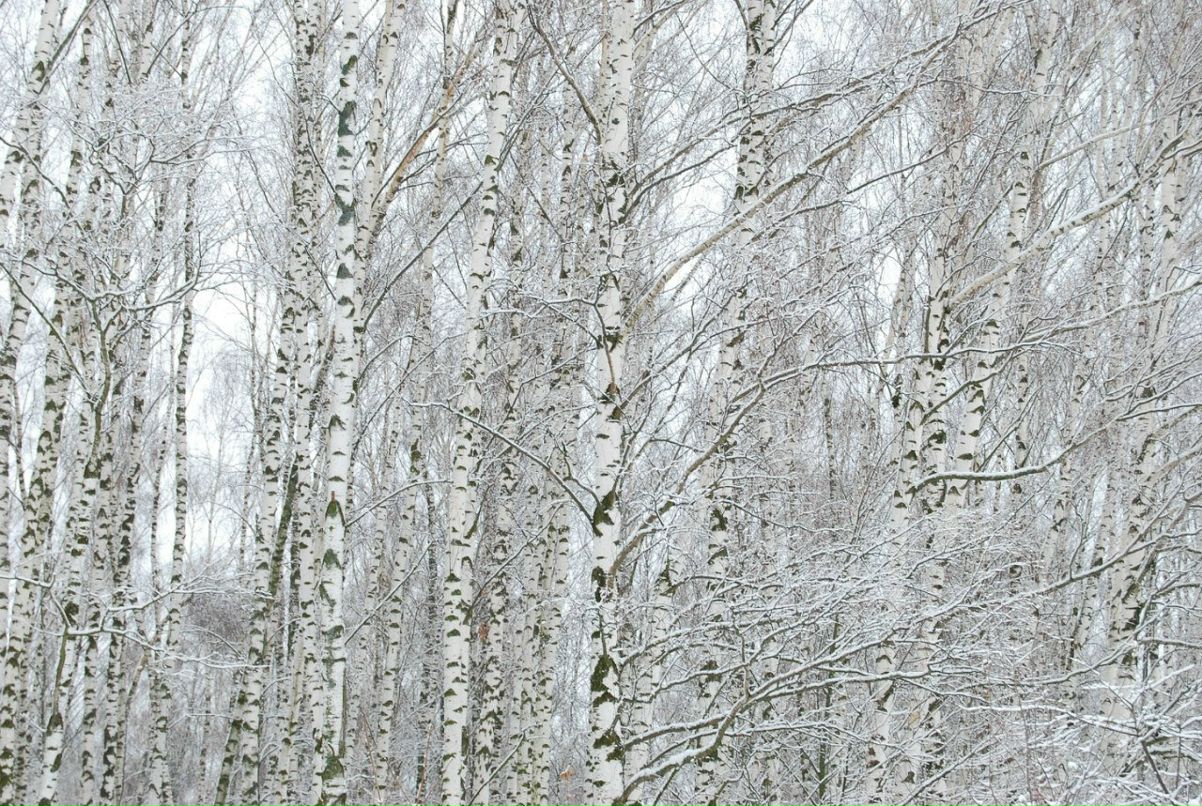 Лада Гареева | Москва