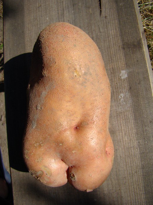 Екатерина Антонова *Джинжер* | Фрязино