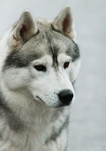 Богдан Капличний << SpiriT >> | Киев