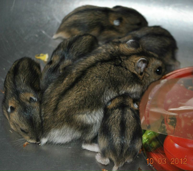 Евгений Орехов | Череповец