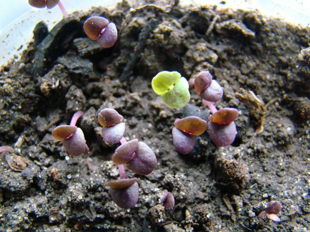 Антонина Гордий 