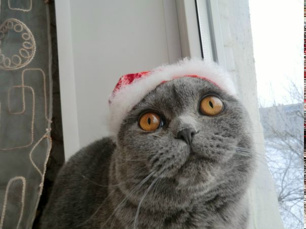 №98, Алёна Лукьяненко, 36 лет, Троицк №98, Алёна Лукьяненко, 36 лет, Троицк