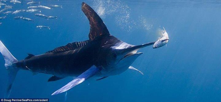 Алексей Никитин | Санкт-Петербург