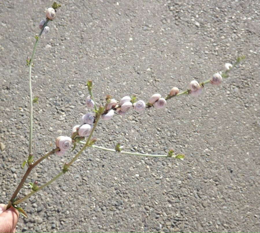 Дмитрий Евполов | Чебоксары