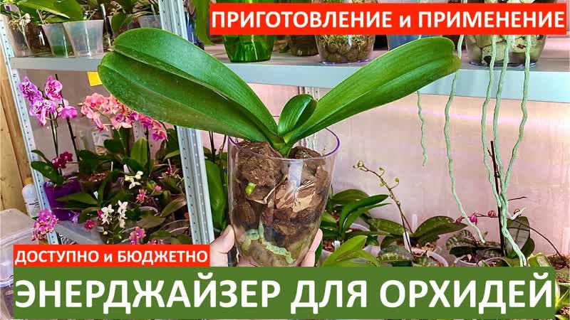 ЛУЧШИИ СТИМУЛЯТОР роста корнеи орхидеи и для орхидеи