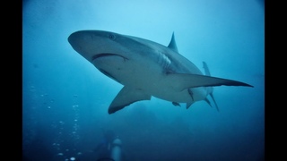 The underwater world of sharks under atmospheric exciting music. Relaxing video (4K UHD 60 fps)