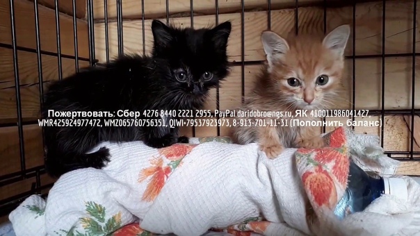 Где и как живут котята Как согреть котенка, How to warm a kitten, shelter