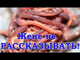 🐍 Разведение КРАСНЫХ/НАВОЗНЫХ ЧЕРВЕЙ для рыбалки. Как вырастить/хранить в домашних условиях/квартире