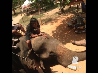 Elephant Village at Ban Ta Klang, Surin.