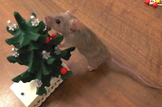 Mouse decorates the Christmas tree
