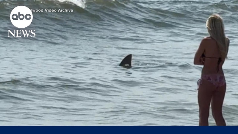 Shark caught on camera near popular Cape May, New Jersey