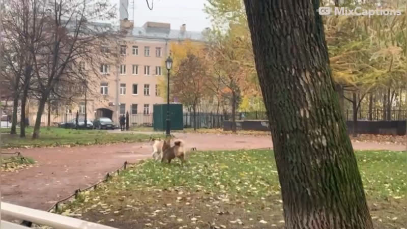 Видео от Алины