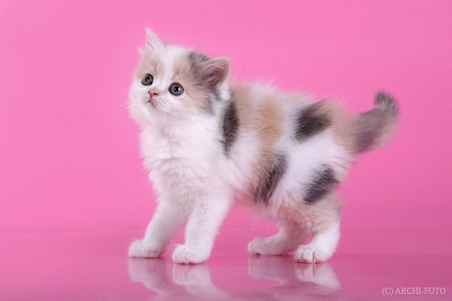 Наталья Коврижных | Пермь