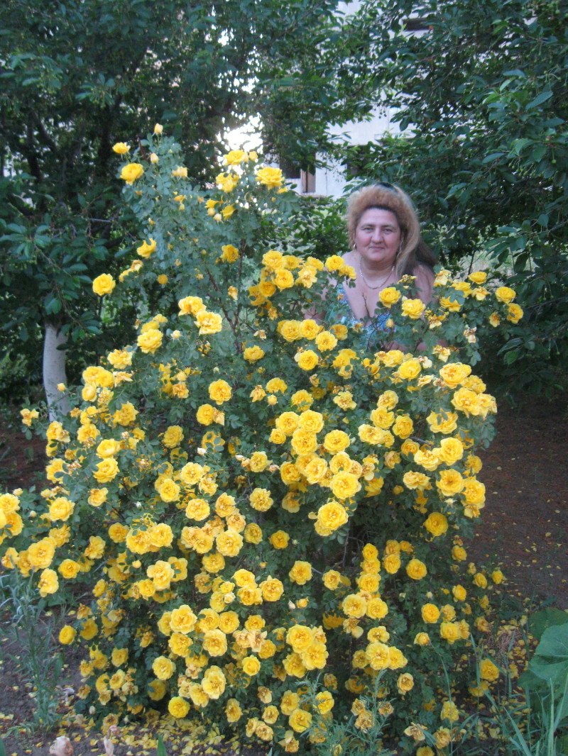 Елена Гольцова | Мелитополь