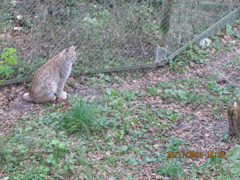 Алексей Никитин | Великий Новгород