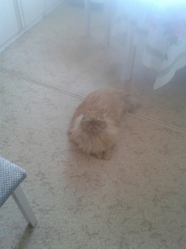 Ириша Орлова | Петрозаводск