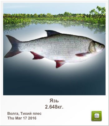 Александр Веселов Александрович | Череповец