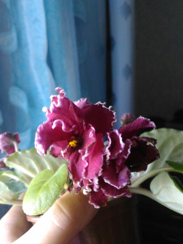 Ирина Мазалова | Орёл