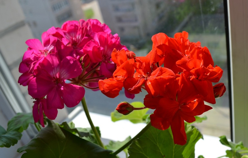 Евгения Цветкова | Великий Новгород