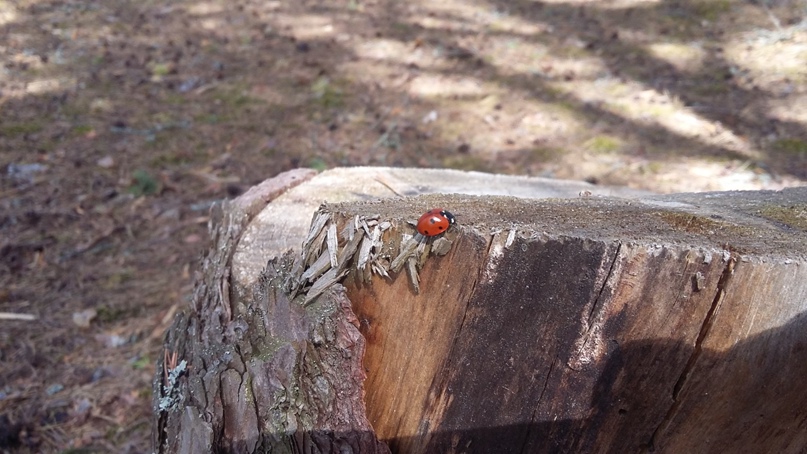 Екатерина Долинина | Буй