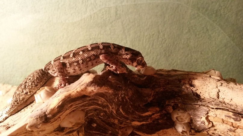 Александр Стекольников | Воронеж