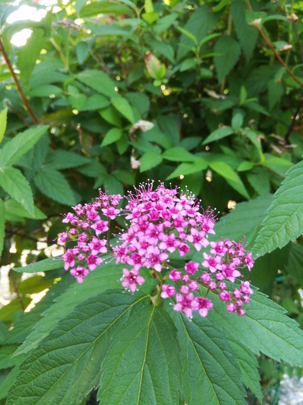 Дина Гришина | Тула