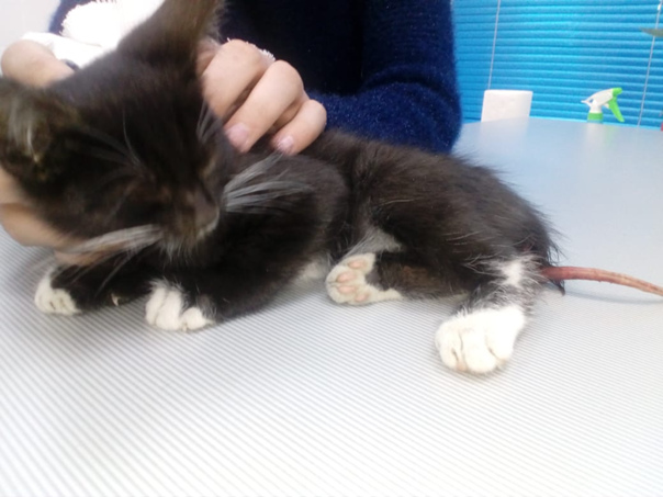 Перелом хвоста у кошки: чем можно помочь травмированному питомцу дома